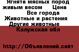 Ягнята мясных пород живым весом.  › Цена ­ 125 - Все города Животные и растения » Другие животные   . Калужская обл.